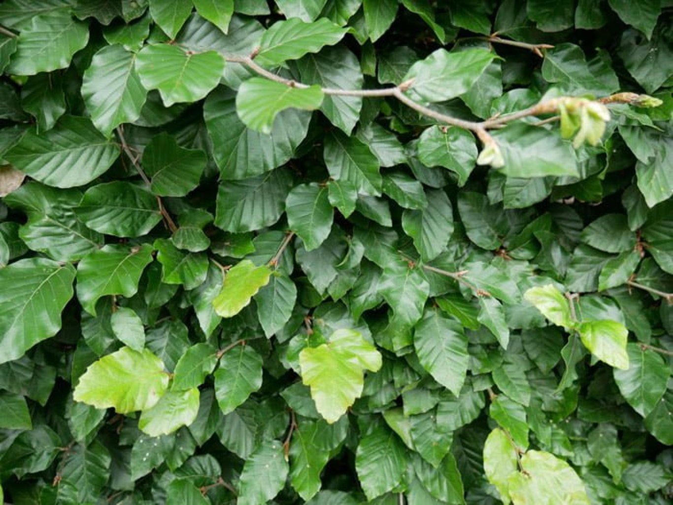 Fagus sylvatica - 120-150 CM bare root 1/1
